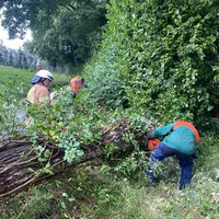 baum_uber_strasse_oberrengersweilerweg.jpg