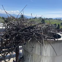 entfernungstorchennest.jpg